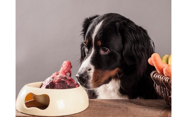 Importance of Organ Meat in your dog's diet