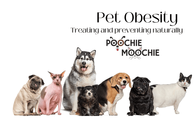 Overweight Dogs and Cats: the dangers and how to prevent naturally