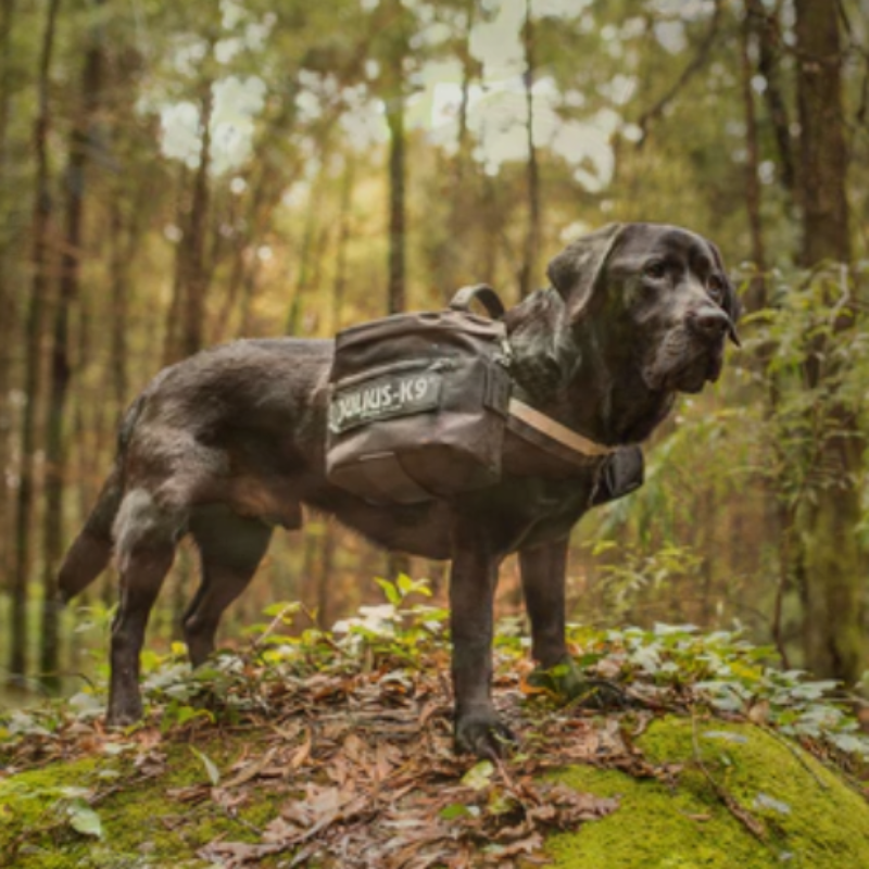 Julius k9 idc power harness 2024 size 2