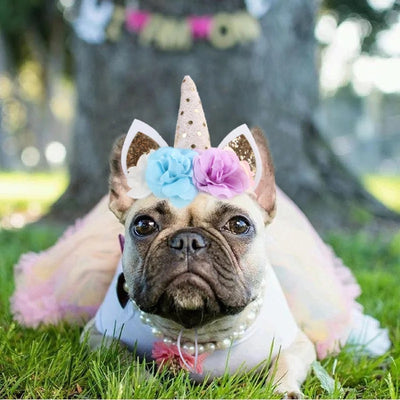 Unicorn Party Hats for your special doggy