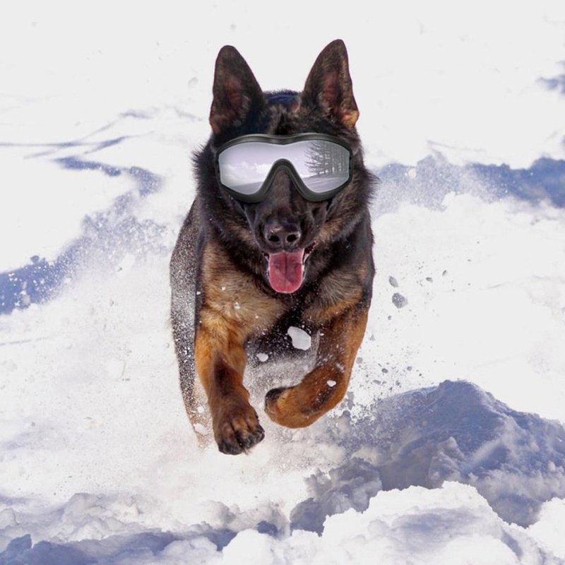 dog ski goggles Adjustable Dog Goggles Anti UV Sport Eyewear Edmonton | Dog / Cat Accessories