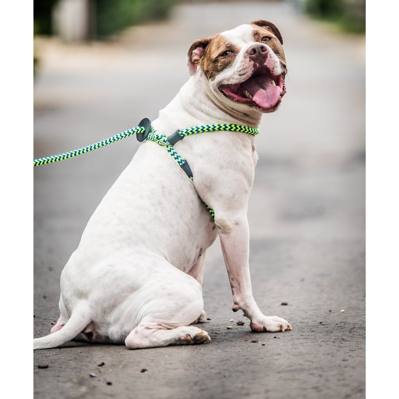 HarnessLead Leash - Gentle 'All in One' for No Pull/No Escape Walking  Edmonton, Problem Walkers Dog