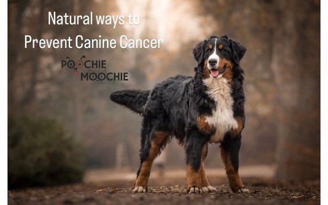 Natural Ways to Prevent Canine Cancer