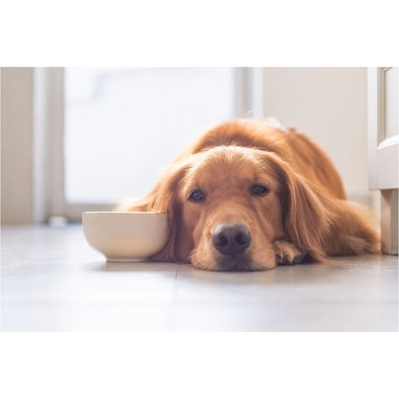 Managing IBD in Dogs and Cats The Natural Way Poochie Moochie Pet