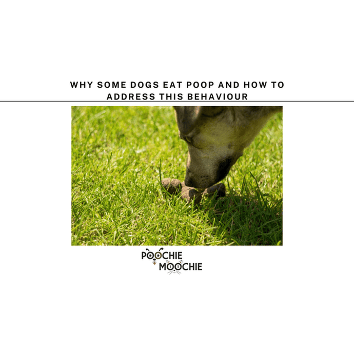 Why Some Dogs Eat Poop and How to Address the Behavior