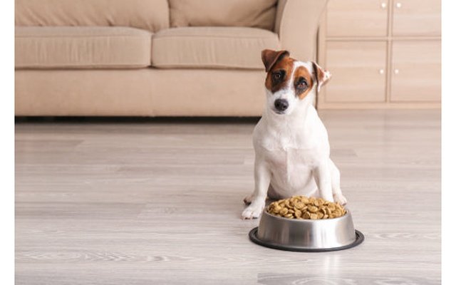How to boost the nutrition of your dog or cat's kibble!