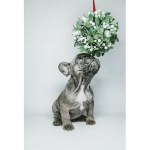 Pets and Holiday Plants - What's Toxic and What's Safe