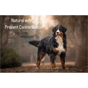Natural Ways to Prevent Canine Cancer