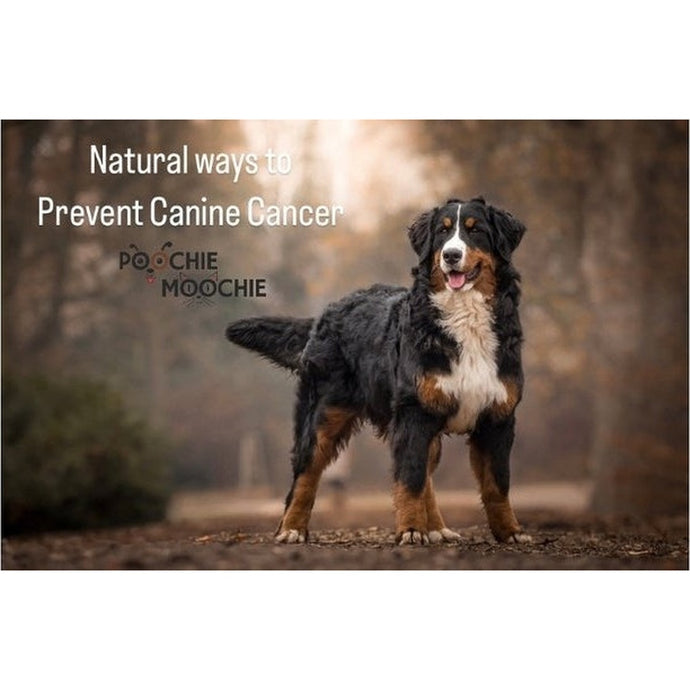 Natural Ways to Prevent Canine Cancer