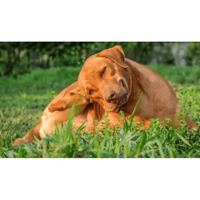 Allergy / Elimination Diet