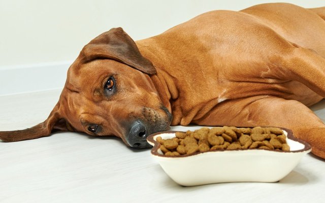 Managing Pancreatitis in dogs