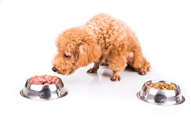 Benefits of a raw food diet for dogs and how to switch from kibble