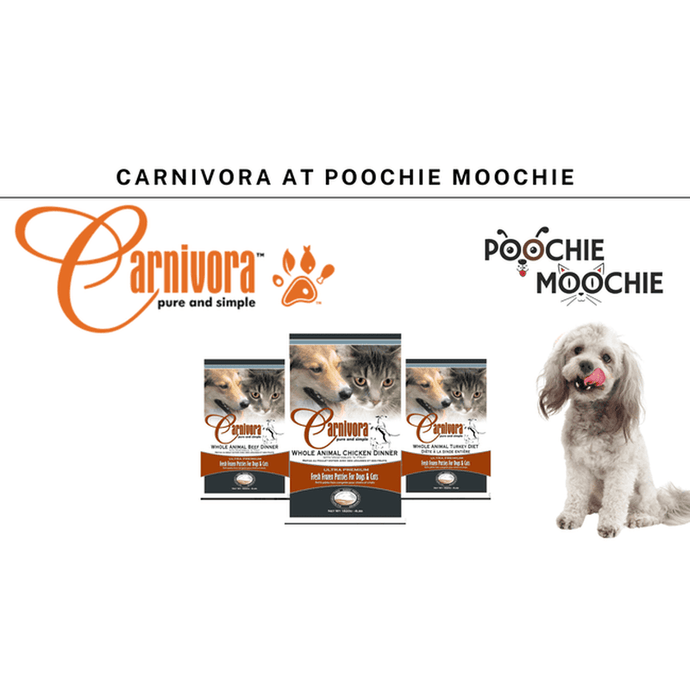 Carnivora at Poochie Moochie Edmonton
