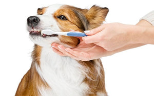 How to improve your dog's dental health