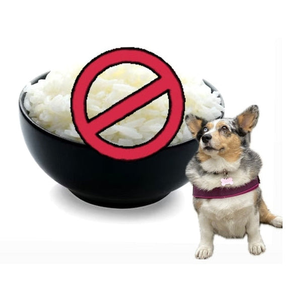 Is Chicken and Rice Really the Best Thing to Feed a Dog With an Upset Stomach?