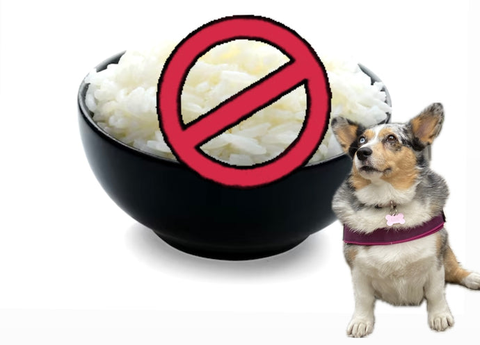 Why Chicken and Rice is an outdated approach for GI issues in dogs