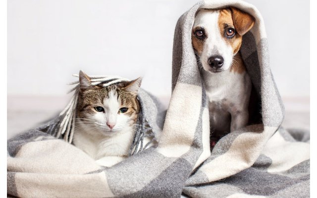 Natural ways to care for your pets kidney