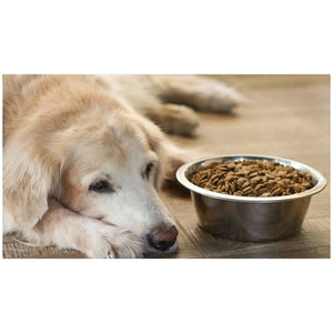 Feeding Pets with Pancreatitis