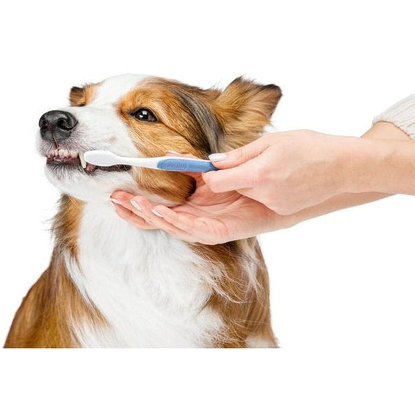 Improve your Dog's Dental Health Naturally