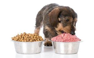 What To Expect When Transitioning From Kibble to Raw