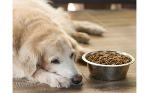 Causes and management of Dog Diabetes