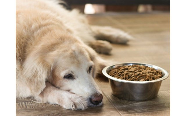 Causes and management of Dog Diabetes