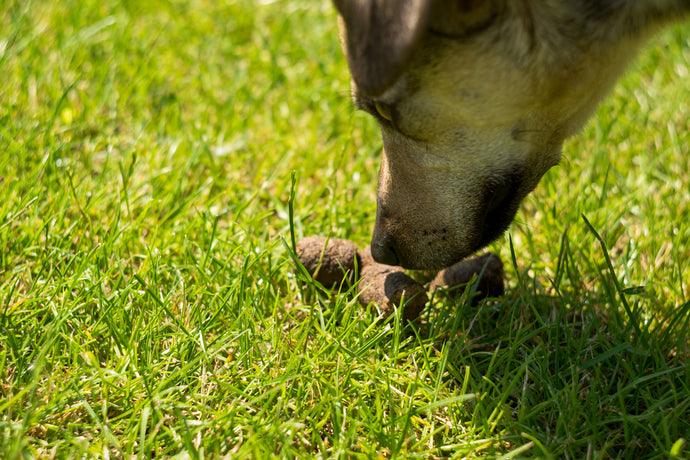 Why Some Dogs Eat Poop and How to Address the Behavior