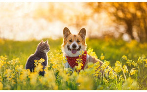 Natural Pet Healthcare during Spring!