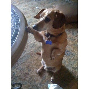 Keeping Dog Toe Nails Trimmed - My Method