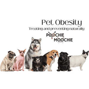 Overweight Dogs and Cats: the dangers and how to prevent naturally