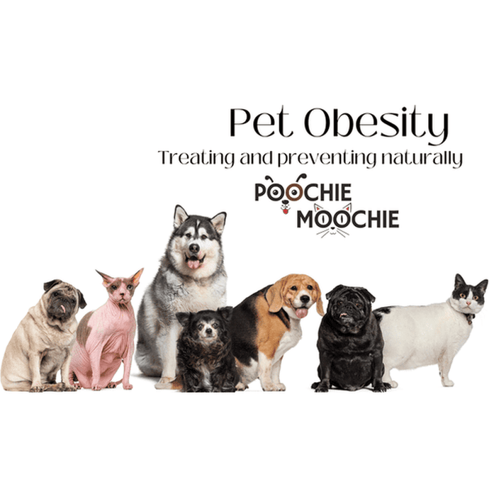 Overweight Dogs and Cats: the dangers and how to prevent naturally