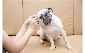 Causes and prevention of dog ear infections
