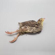 Courtlyn Customs Whole 10-Day Old Quail
