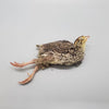 Courtlyn Customs Whole 10-Day Old Quail