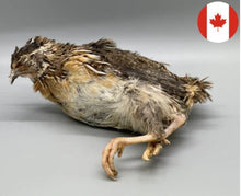 Courtlyn Customs Whole Quail Adult