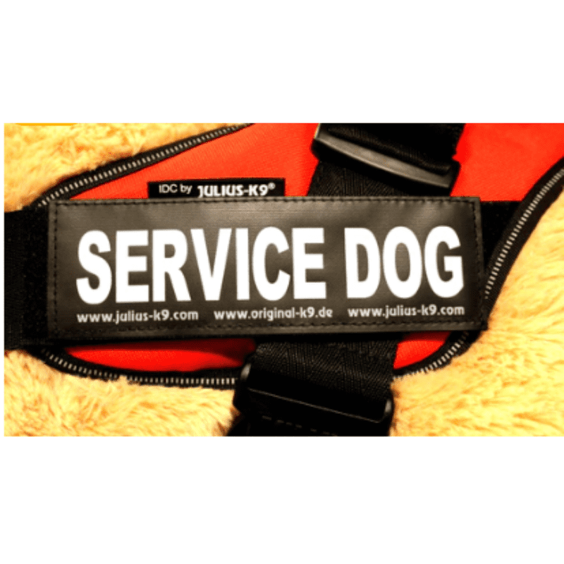 Julius K9 "Service Dog" Large / Small Harness Labels Edmonton Dog
