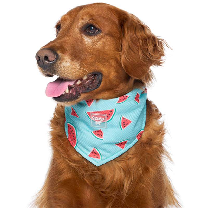 Canada Pooch Chill Seeker Cooling Bandana Watermelon – Poochie