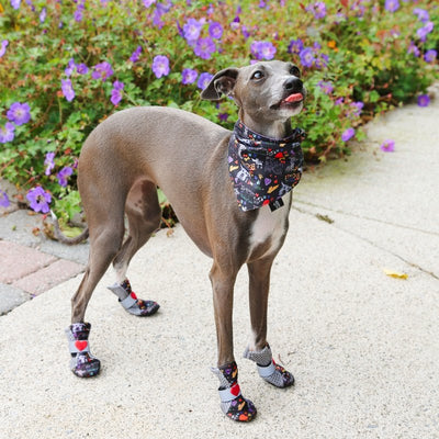 Poochy Pawz City Shoes - 3 Styles