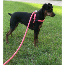 HarnessLead Leash - Gentle 'All in One' for No Pull/No Escape Walking