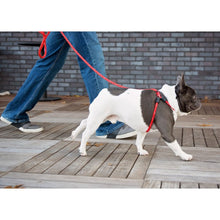 HarnessLead Leash - Gentle 'All in One' for No Pull/No Escape Walking