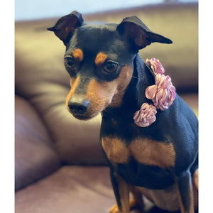 Flower Collar