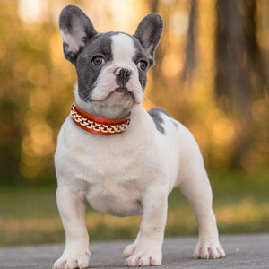 Brown Leather Collar with Rhinestones or Chain Embellishment