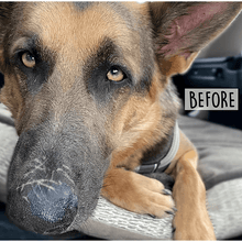 Cordoba Farms Balm Diggity Dog Paw Protection
