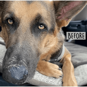 Cordoba Farms Balm Diggity Dog Paw Protection