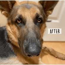 Cordoba Farms Balm Diggity Dog Paw Protection