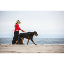 HarnessLead Leash - Gentle 'All in One' for No Pull/No Escape Walking