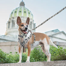 Stylish 3pcs Harness, Collar & Leash Sets in 2 colors & sizes