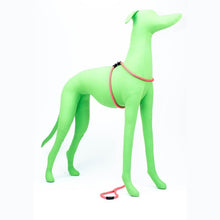 HarnessLead Leash - Gentle 'All in One' for No Pull/No Escape Walking