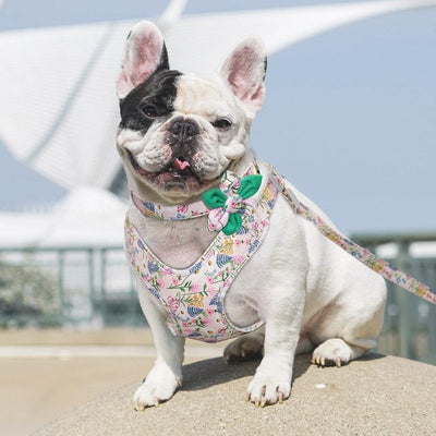Stylish 3pcs Harness, Collar & Leash Sets in 2 colors & sizes