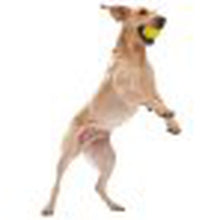 Jive Dog Ball - for Tough Chewers